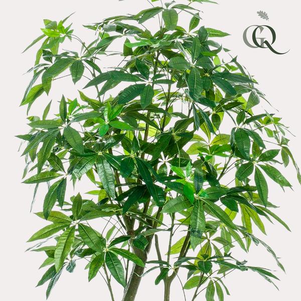 Kunstplant - Pachira Aquatica - Geldboom - ↕180cm - Ø15cm