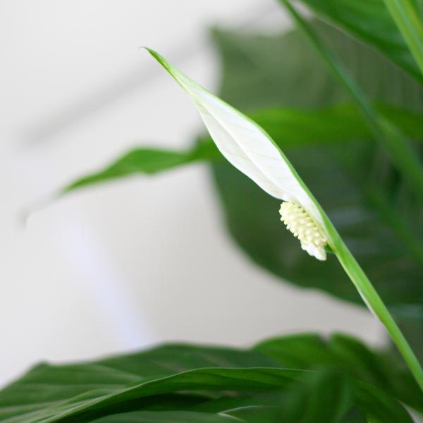 Spathiphyllum met Mand Lissabon wit - Lepelplant - ↕80cm - Ø21cm