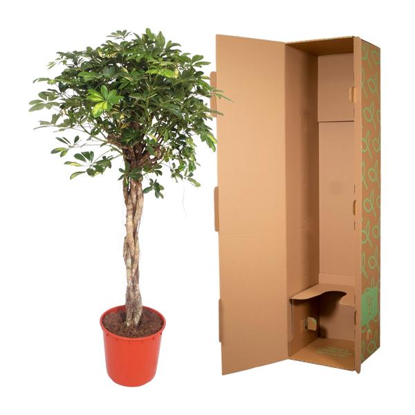 Schefflera Gold Capella gevlochten stam - 160 cm - ø34