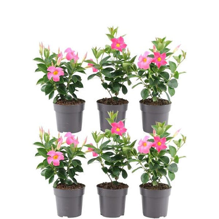 Dipladenia Pink - Mandevilla Pink - ↕25cm - Ø12cm - 6x