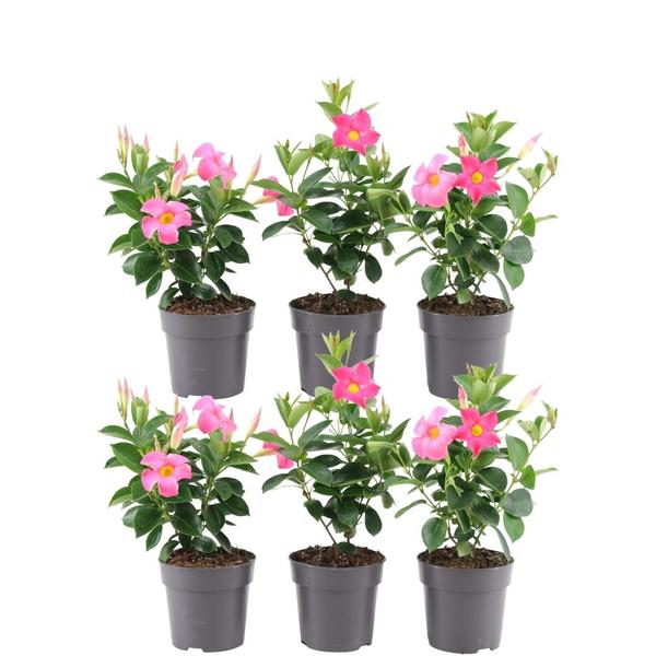 Dipladenia rosa - Mandevilla rosa - ↕25cm - Ø12cm - 6x