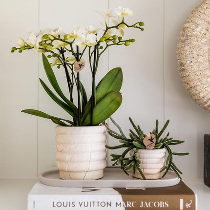 Kolibri Home | Combo deal - Marble Light pots