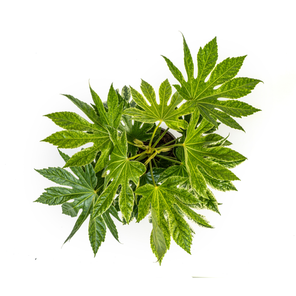 Fatsia Japonica Spider's Web - Vingerplant - ↕45cm - Ø19cm