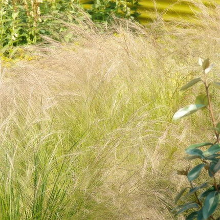 Stipa Tenuissima 'Ponytails' - Erba Piuma - ↕10-25cm - Ø9cm - Erba Ornamentale - 60x
