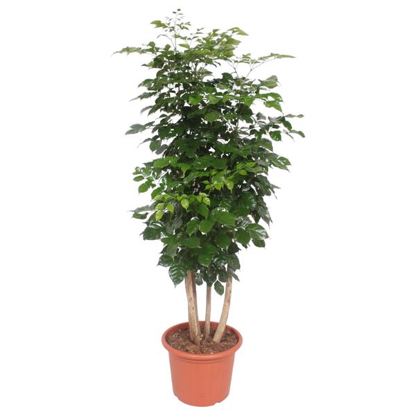 Radermachera Hainanensis - Kinadukkeplante - ↕190cm - Ø40cm