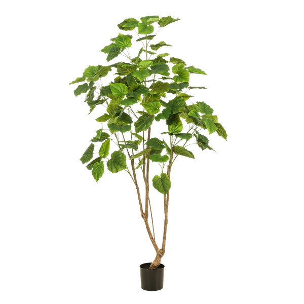 Kunstplant Ficus umbellate - Afrikaanse vijg - ↕180cm - Ø17cm