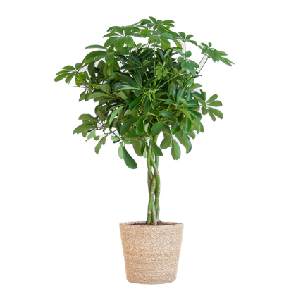 Schefflera Arab Nora with Basket Sofia natural - ↕70cm - Ø21cm
