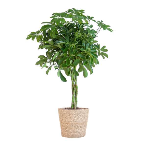 Schefflera Arab Nora with Basket Sofia natural - ↕70cm - Ø21cm