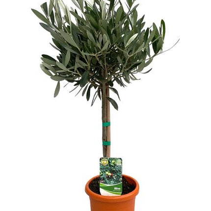 Olea Europaea "op Stam" - Olijfboom -  ↕60cm - Ø15cm