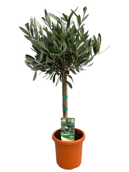Olea Europaea "op Stam" - Olijfboom -  ↕60cm - Ø15cm