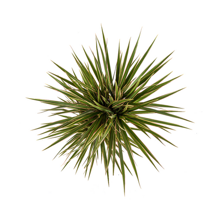 Dracaena Marginata Bicolor - ↕60cm - Ø17cm - Smocza roślina