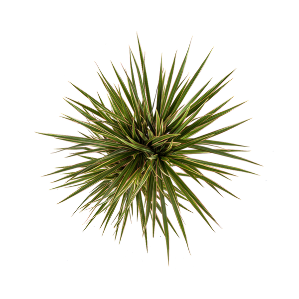 Dracaena Marginata Bicolor - ↕60cm - Ø17cm - Drakenplant