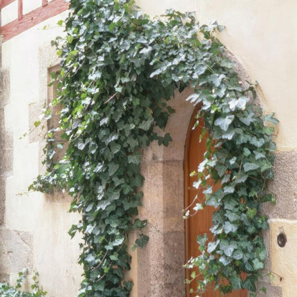 Hedera Helix 'Glacier' - ↕10-25cm - Ø9cm - Klimop - Bodembedekker - 6x