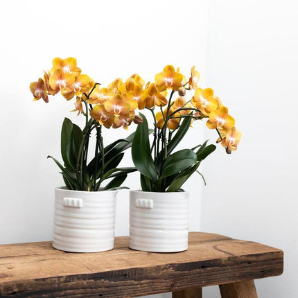 Orange gold Phalaenopsis orchid - Jewel Las Vegas - Ø12cm - Flowering houseplant