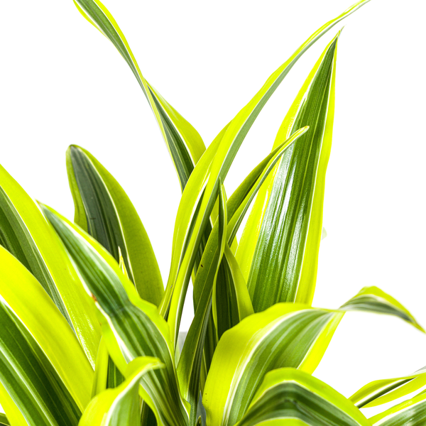 Dracaena Deremensis Lemon Lime - ↕80cm - Ø19cm