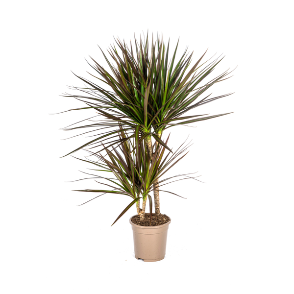 Dracaena Marginata Magenta - ↕60cm - Ø17cm - Pianta del drago