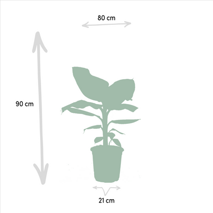 Monstera Deliciosa - ↕75cm - Ø21cm + Alocasia Zebrina - ↕75cm - Ø19cm + Strelitzia Nicolai - ↕85cm - Ø19cm + Musa Dwarf Cavendish - ↕85cm - Ø21cm