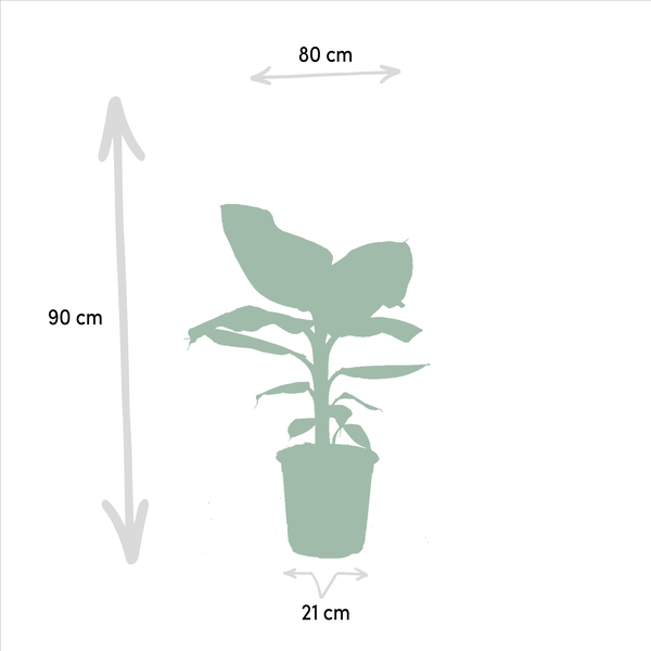 Monstera Deliciosa - ↕75cm - Ø21cm + Alocasia Zebrina - ↕75cm - Ø19cm + Strelitzia Nicolai - ↕85cm - Ø19cm + Musa Dwarf Cavendish - ↕85cm - Ø21cm