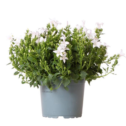 Glockenblume Addenda - Glockenblume lila - weiß - Ø12cm
