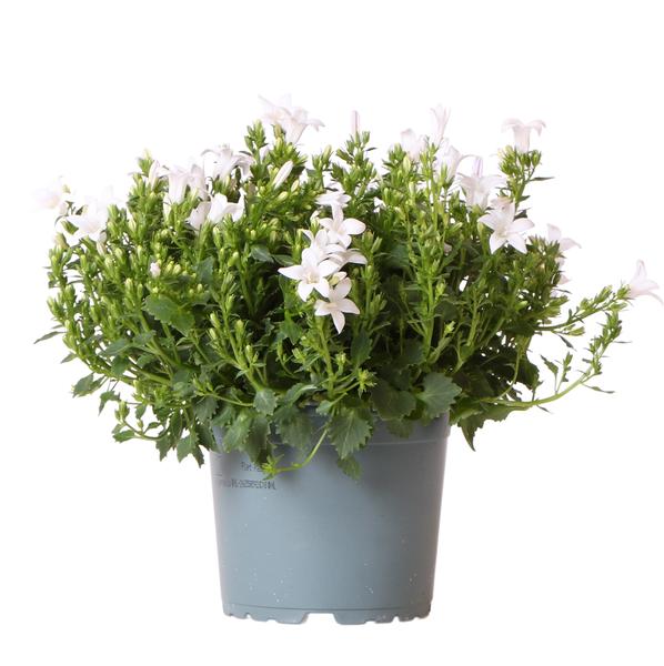 Campanula Addenda - Campanilla morada - Blanca - Ø12cm