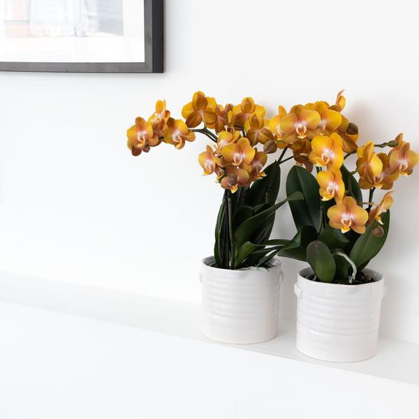 Oranje gouden Phalaenopsis orchidee - Jewel Las Vegas - Ø12cm - Bloeiende kamerplant