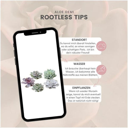 ROOTLESS Echeveria Medium Mix GIY Box
