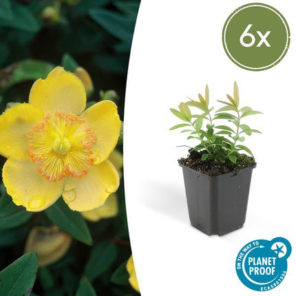 Johanniskraut (Hypericum calycinum) – ↕10–25 cm – Ø9 cm – Hirschheu – Bodendecker – 6 Stück