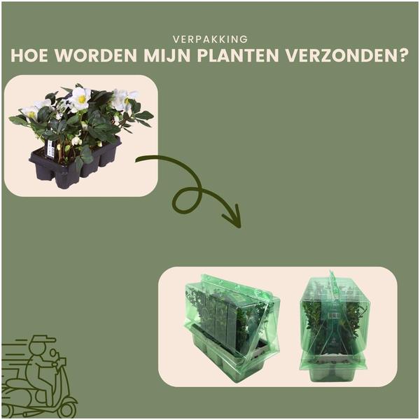 Kerstroos planten - Helleborus niger 'Christmas Carol' - 12x - ↕15-20cm - Ø7cm