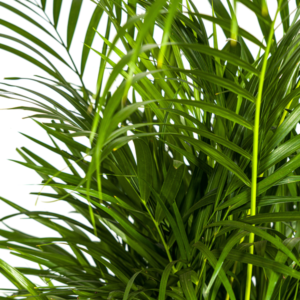 Areca Palm (Dypsis Lutescens) - Goudpalm - ↕110cm - Ø21cm