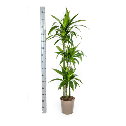 Dracena Deremensis Lisa - ↕140cm - Ø24cm
