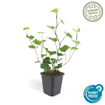 Hedera Hibernica - ↕10-25cm - Ø9cm - Edera - Coprisuolo - 6x