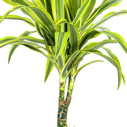 Dracaena Deremensis Lemon Lime - ↕100cm - Ø21cm