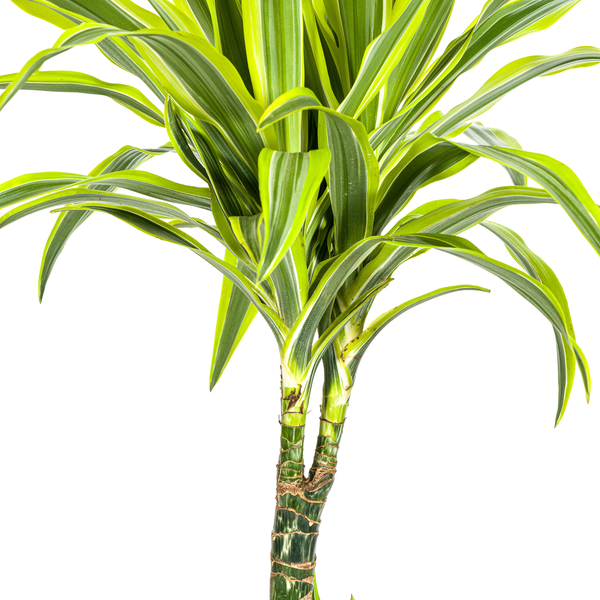 Dracaena Deremensis Lemon Lime - ↕100cm - Ø21cm