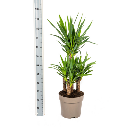 Yucca Elephantipes - ↕100cm - Ø30cm