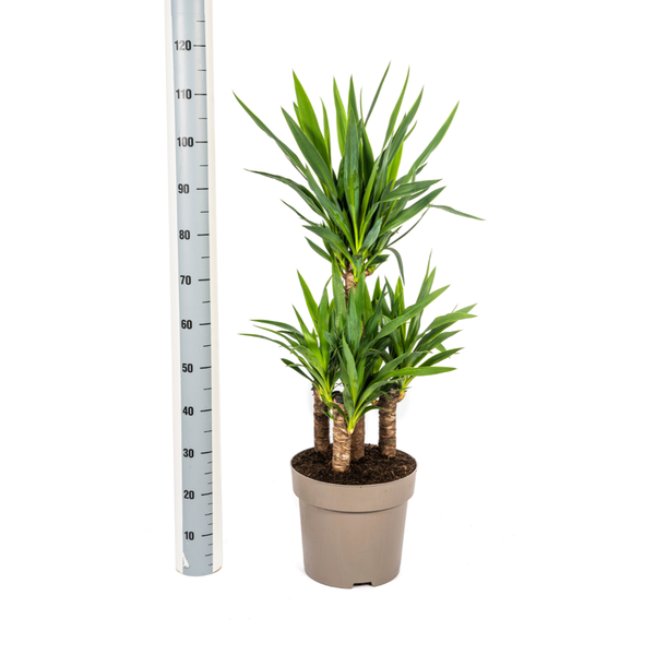 Yucca Elephantipes - ↕100cm - Ø30cm