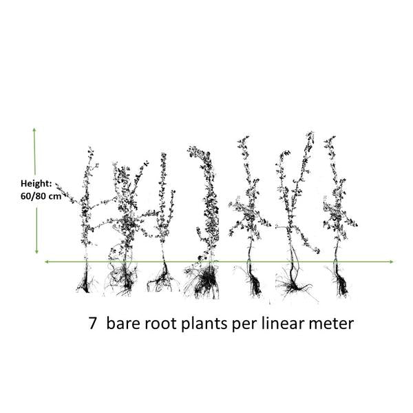 Crataegus Monogyna - Eenstijlige Meidoorn - Blote wortel - ↕60-80cm - 25x