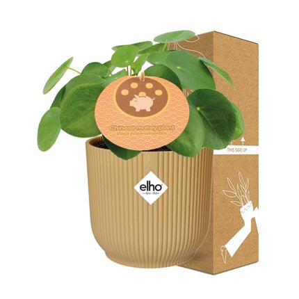 Pilea Peperomioides - Pancake plant - ↕12cm in elho Vibes Fold Ø14cm yellow