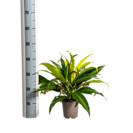 Dracaena mix Combo - ↕60cm - Ø17cm