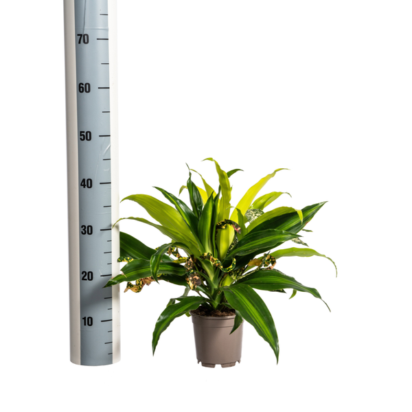 Dracaena mixed Combo - ↕60cm - Ø17cm