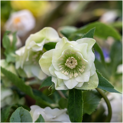 Helleborus Specials - Róża świąteczna - ↕25cm - Ø14cm - 3x