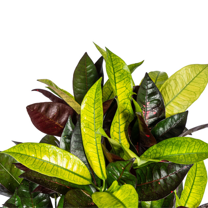 Codiaeum 'Croton' Iceton - ↕70-80cm - Ø21cm