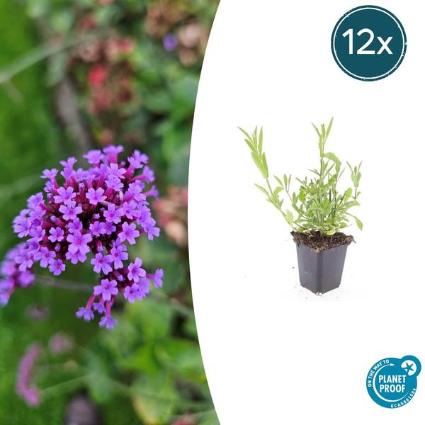 Verbena Bonariensis - Hierba de hierro - ↕10-25cm - Ø9cm - Planta de borde - 12x