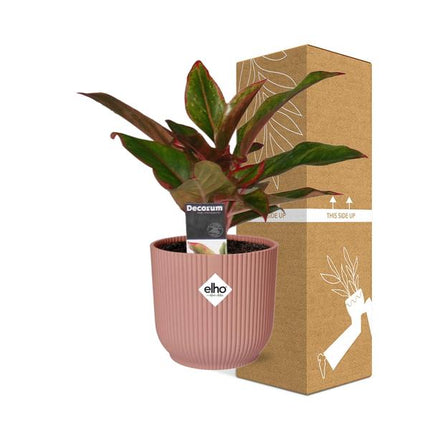 Aglaonema Crete - en rosa elho Vibes Fold - ↕25cm - Ø14cm