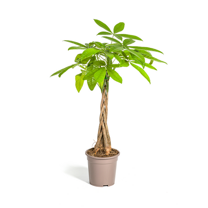 Pachira Aquatica - Money Tree - ↕100cm - Ø21cm