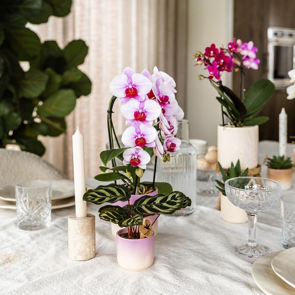 Roze orchidee Niagara Falls + Gradience sierpot roze - Ø9cm - Bloeiende kamerplant