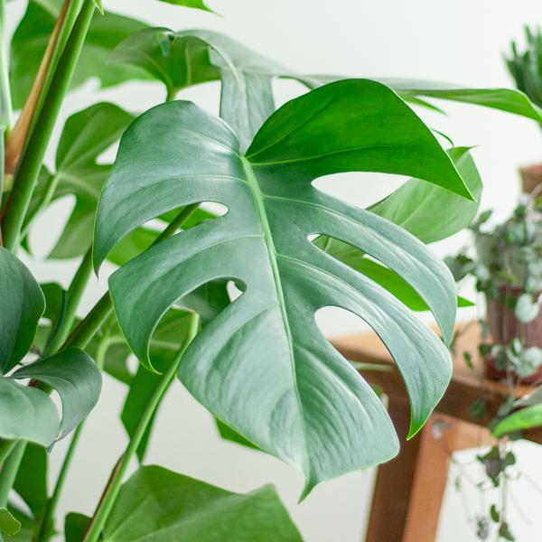 Monstera Deliciosa XL met Torun mand - Gatenplant - ↕120cm - Ø24cm