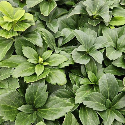 Pachysandra Terminalis - Schaduwkruid - ↕10-25cm - Ø9cm - Bodembedekker - 6x