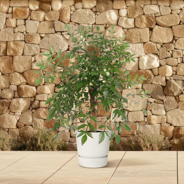 Hetropanax Chinensis - 160 cm - ø34