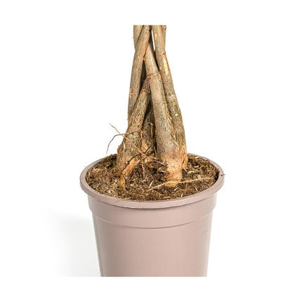 Pachira Aquatica - Money Tree - ↕80cm - Ø19cm