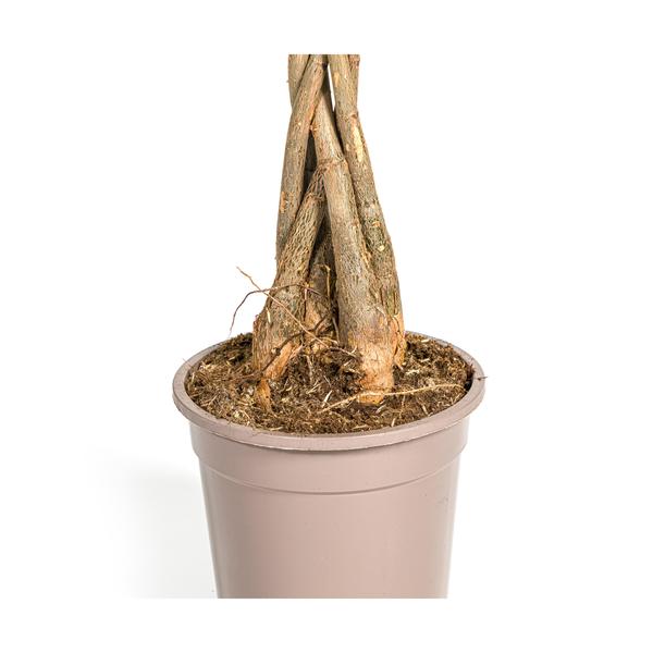 Pachira Aquatica - Geldboom - ↕80cm - Ø19cm